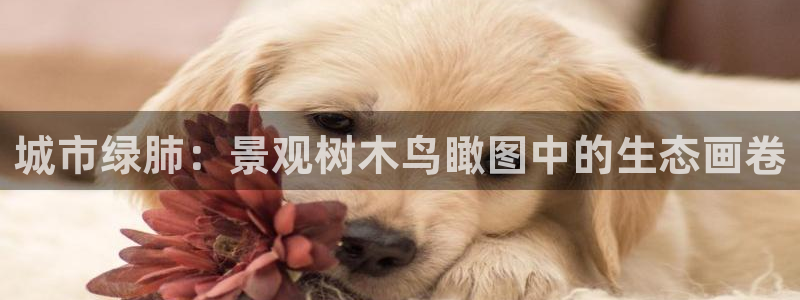 新宝gg重庆:城市绿肺:景观树木鸟瞰图中的生态画卷