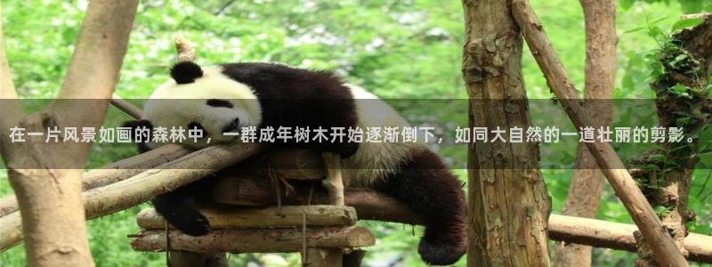 新宝gg主管weibo:在一片风景如画的森林中,一群成年树木开始逐渐倒下,如同大自然的一道壮丽的剪影